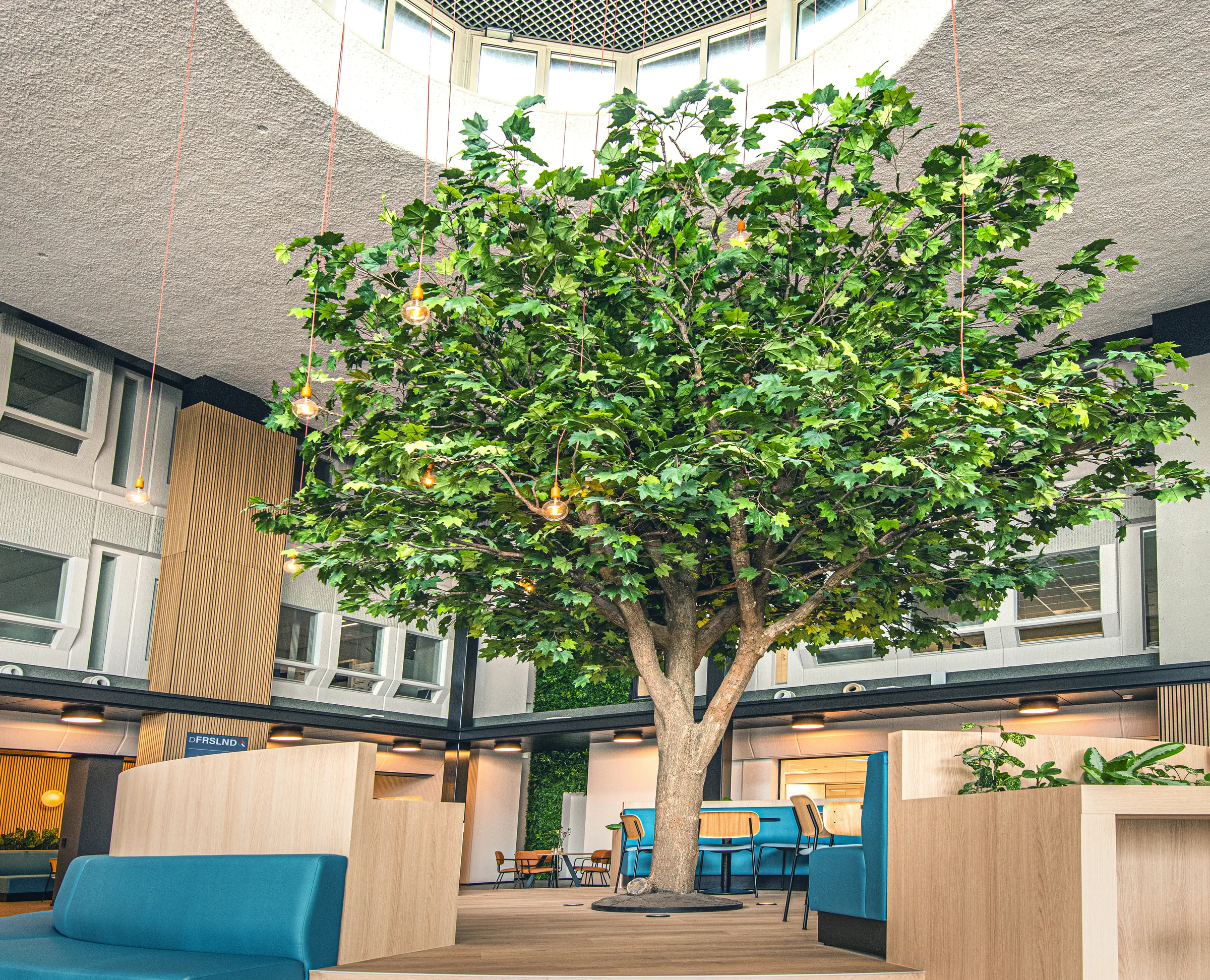 Een volgroeide boom binnen, onder de glazen koepel van dFRSLND in Leeuwarden